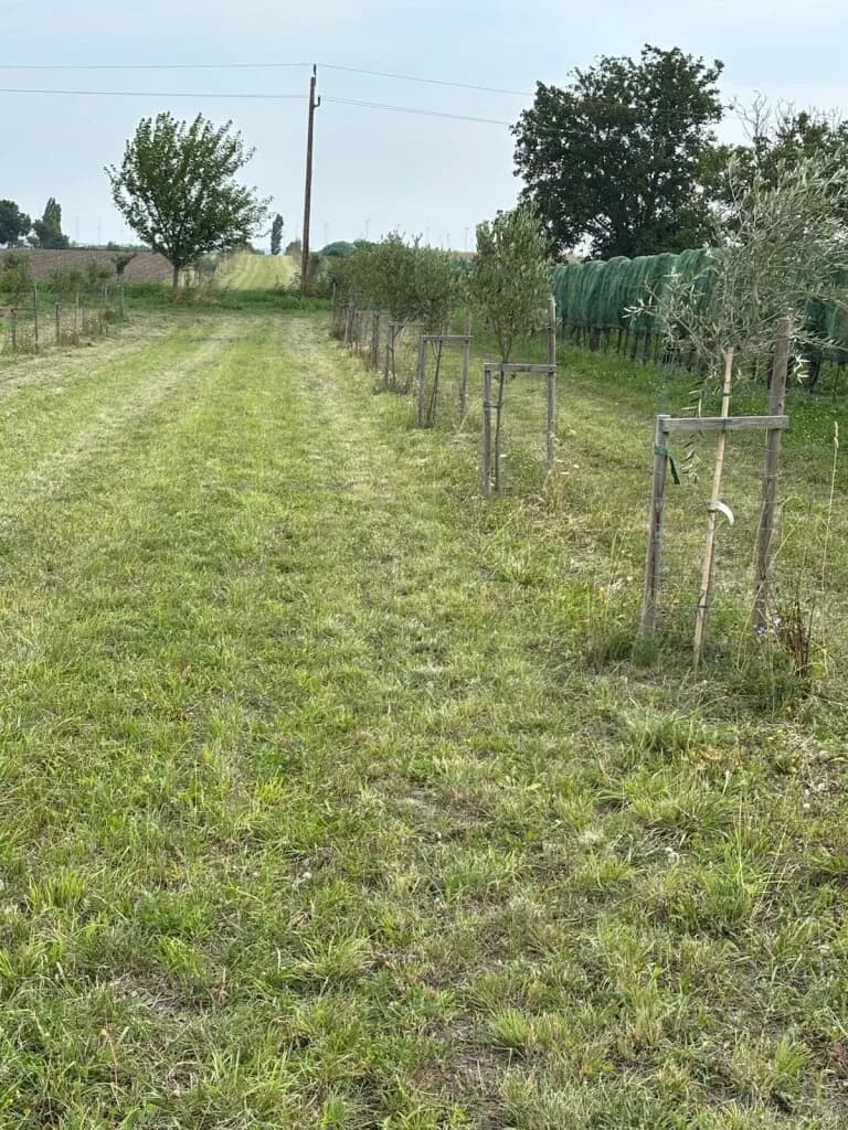 Grundstück kaufen in Neusiedl am See – 7 992 m², € 45.000 – Bild 10 von 13