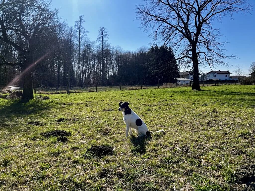 Grundstück kaufen in Salzburg-Umgebung – 683 m², € 159.000 – Bild 3 von 8