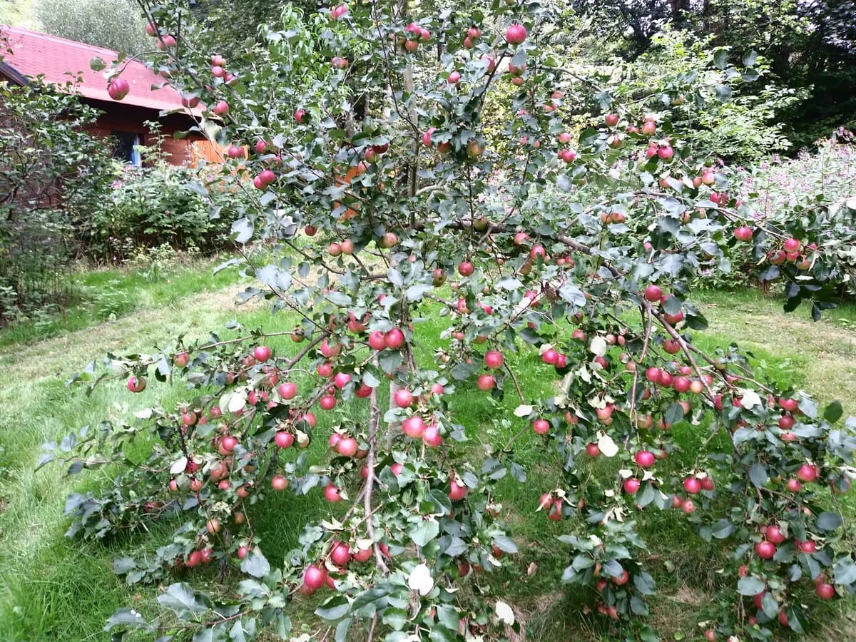 Grundstück kaufen in Wiener Neustadt Land – 919 m², € 59.767 – Bild 5 von 8