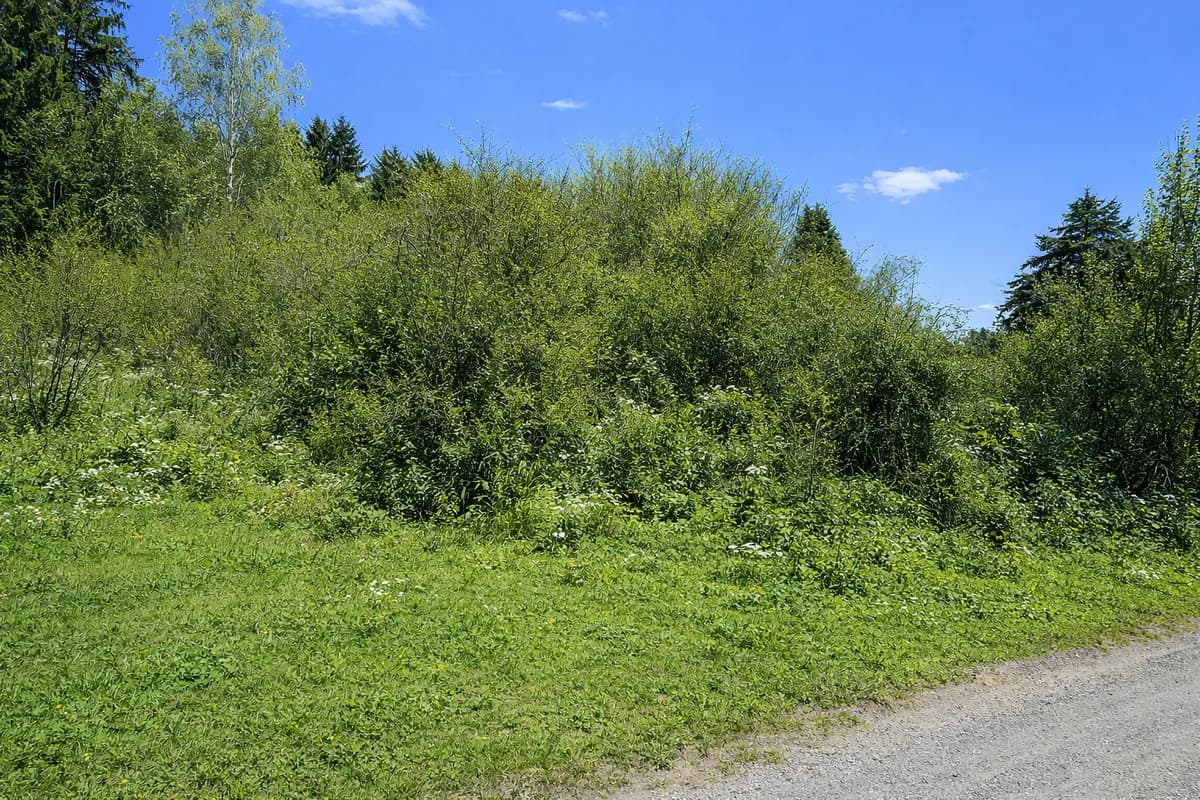 Grundstück kaufen in Wiener Neustadt Land – 1 267 m², € 69.000 – Bild 3 von 5