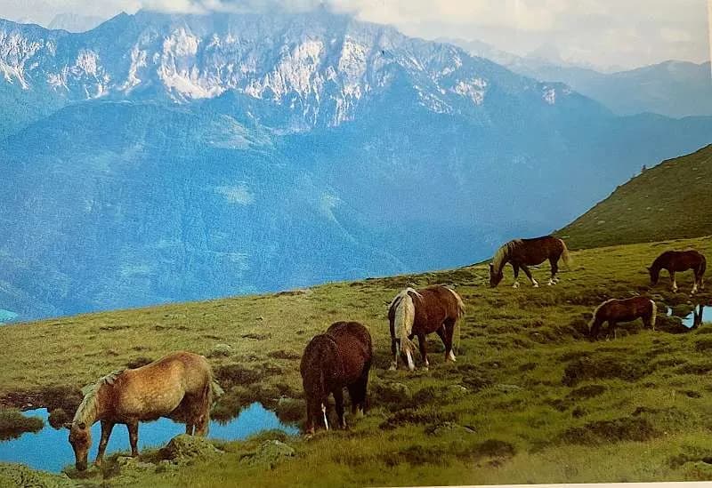 Grundstück kaufen in Spittal an der Drau – 1 250 m², € 312.500 – Bild 6 von 26