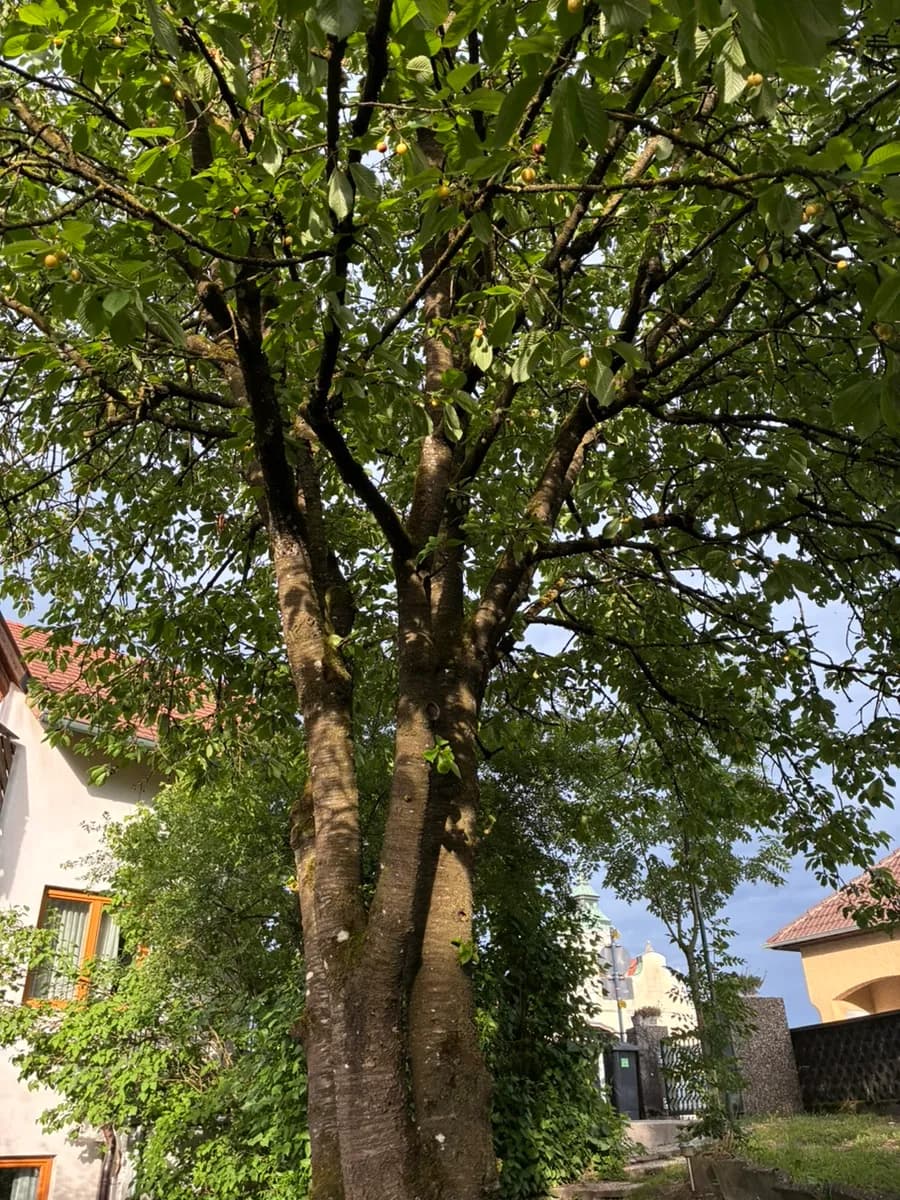 3-Zimmer-Wohnung mieten in Wels-Land – 90 m², € 1.080 – Bild 3 von 41