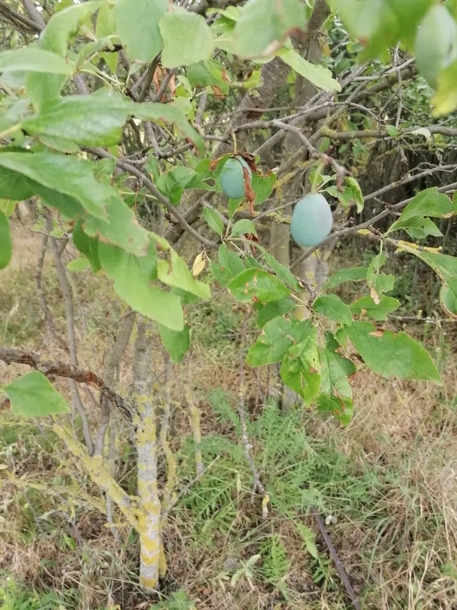Immobilie kaufen in Neusiedl am See – 7 037 m², € 11 – Bild 16 von 34