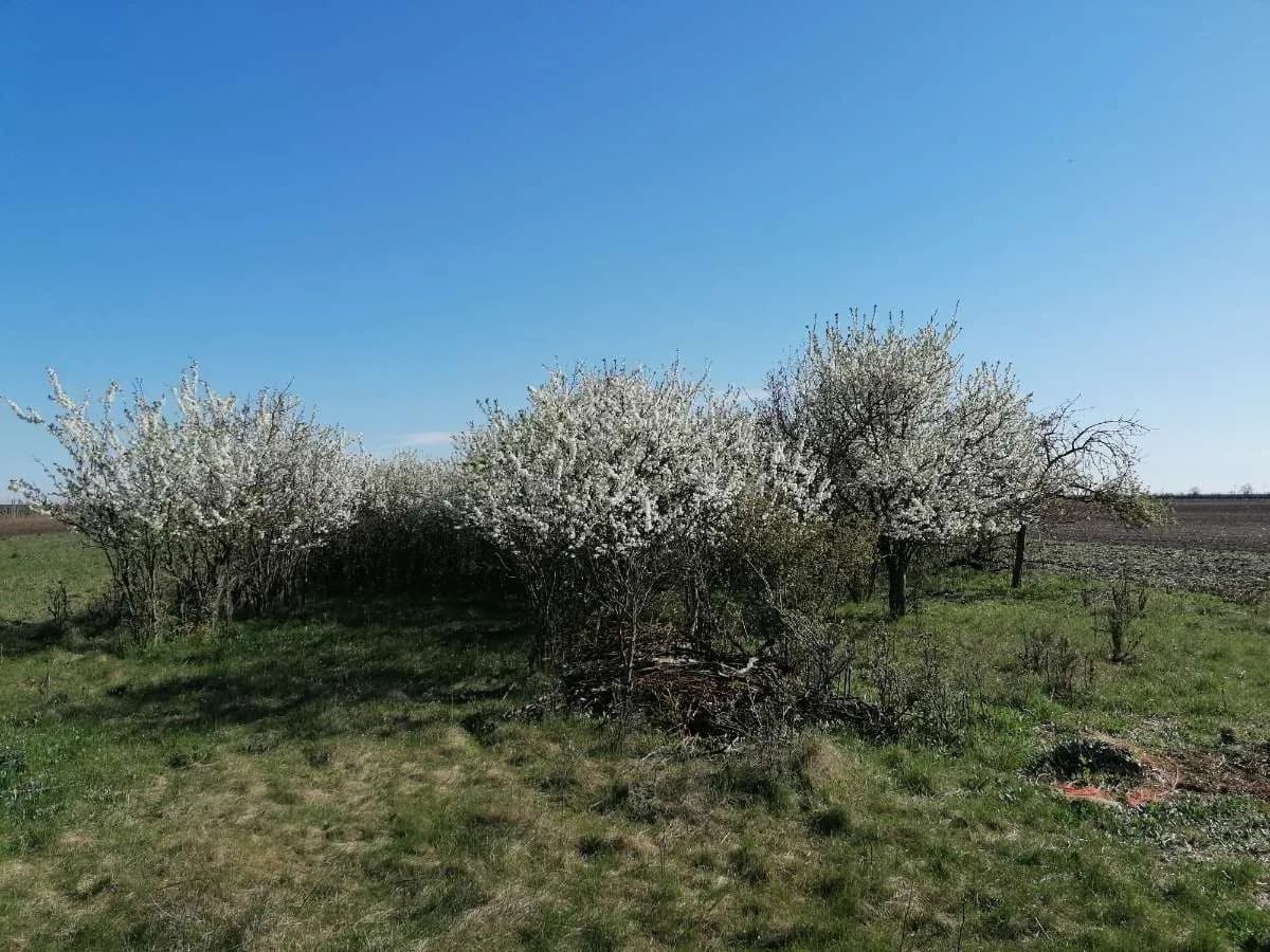 Immobilie kaufen in Neusiedl am See – 7 037 m², € 11 – Bild 24 von 34