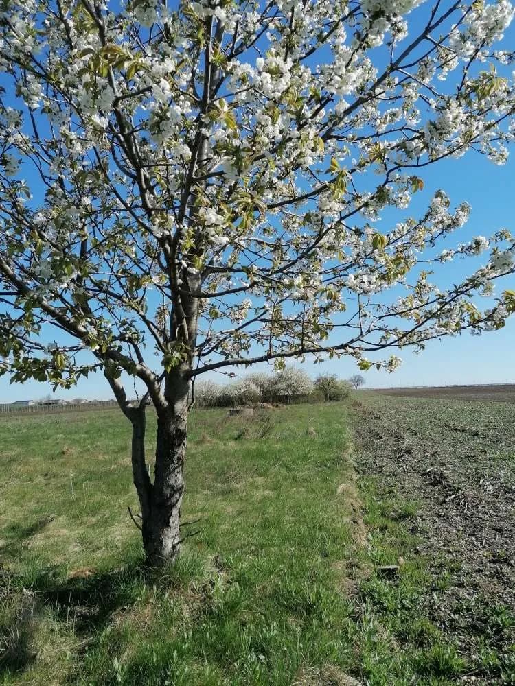 Immobilie kaufen in Neusiedl am See – 7 037 m², € 11 – Bild 33 von 34