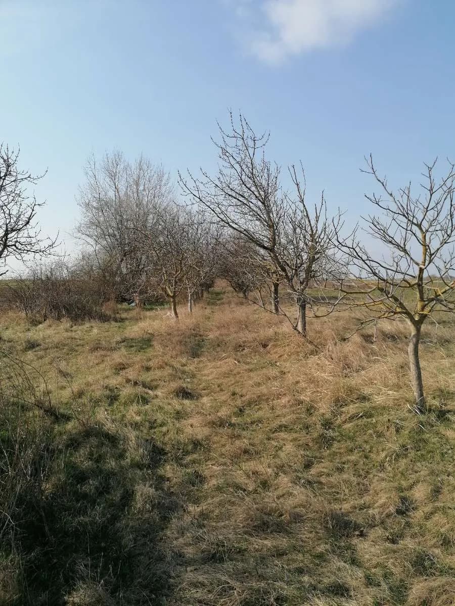 Immobilie kaufen in Neusiedl am See – 7 037 m², € 11 – Bild 34 von 34