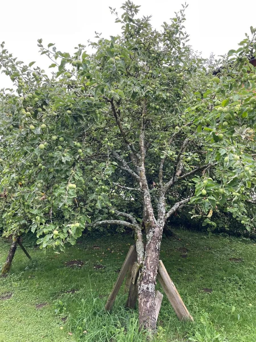 7-Zimmer-Haus kaufen in Schärding – 225 m², € 300.000 – Bild 7 von 25